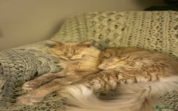 Maine Coon cats for sale: 🐾 Pedigree Cream Maine Coon - Image 4