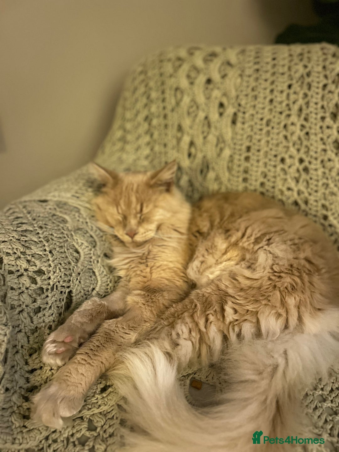 Maine Coon cats for sale: 🐾 Pedigree Cream Maine Coon - Image 4