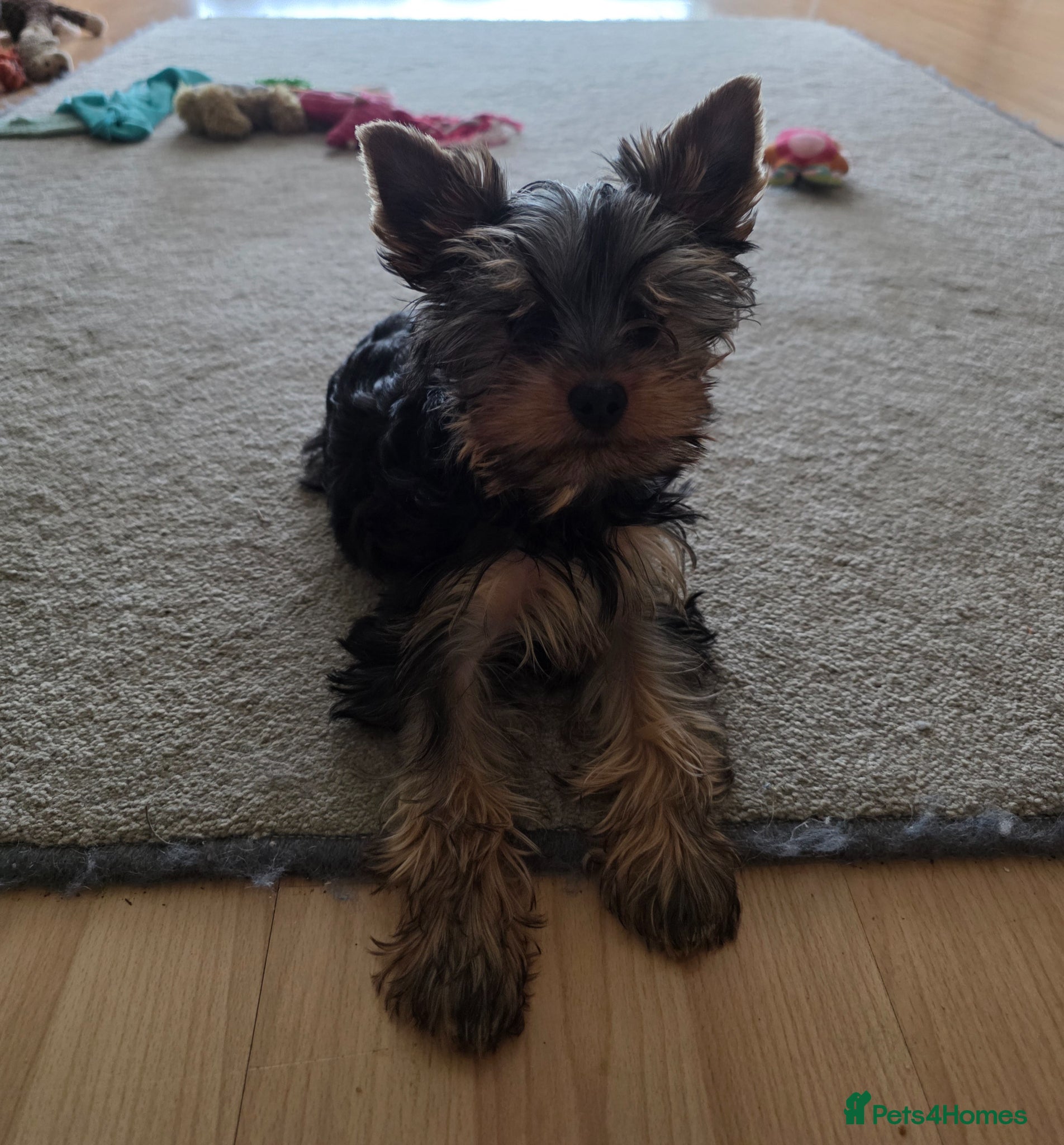 Yorkshire Terrier dogs KC Registered Yorkshire puppies  - Advert 5