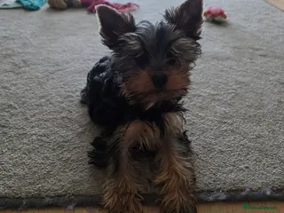 Yorkshire Terrier dogs KC Registered Yorkshire puppies - Advert 5