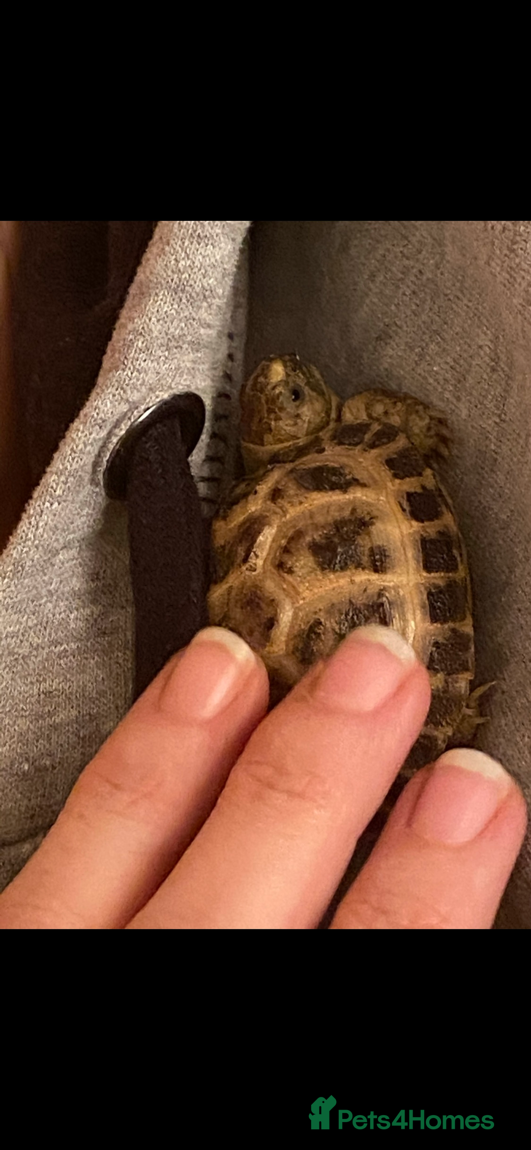 Tortoise reptiles for sale: 2 horsefield tortoises need rehoming!  - Image 5