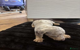 Miniature Dachshund dogs for sale: Stunning miniature dachshunds in Kidderminster - Image 20
