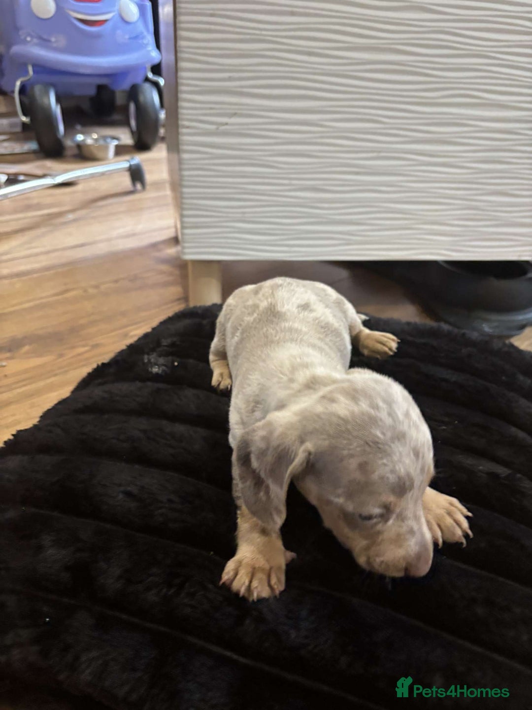 Miniature Dachshund dogs for sale: Stunning miniature dachshunds in Kidderminster - Image 20