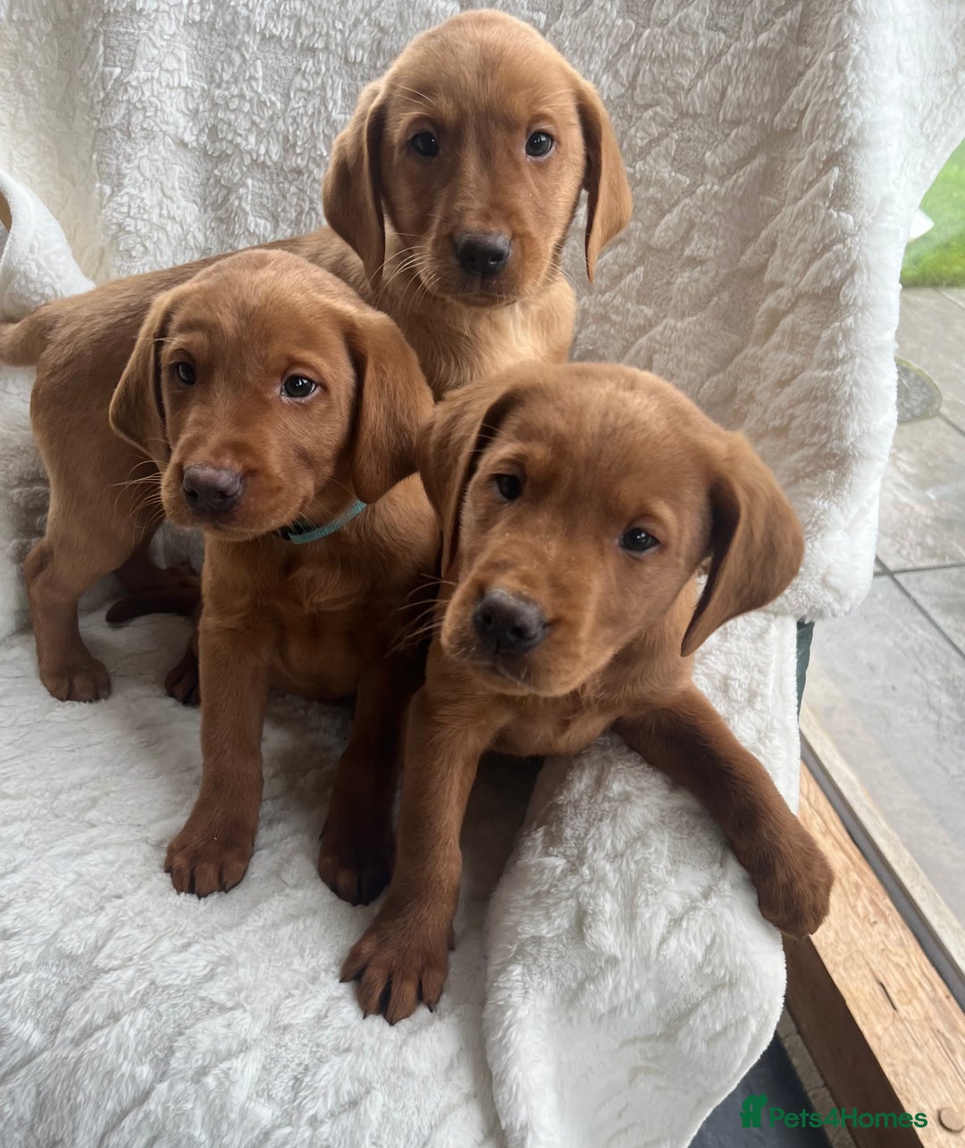 Labrador Retriever dogs for sale: KC Registered Fox Red Labrador puppies - Advert 20