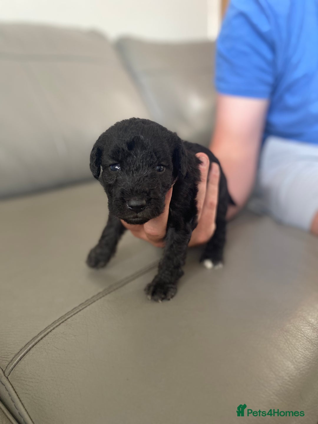 Bedlington Terrier dogs for sale: KC registered Bedlington terrier puppies - Image 18