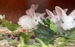 Mixed Breed rabbits for sale: Baby bunnies.  Dwarf x New Zealand - Image 6