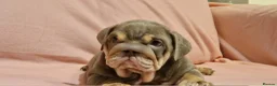 English Bulldog dogs for sale: Quality puppies available  in Bradford - Advert 7