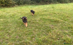 German Shepherd dogs for sale: 25 years experience breeding German Shepherds  - Image 17