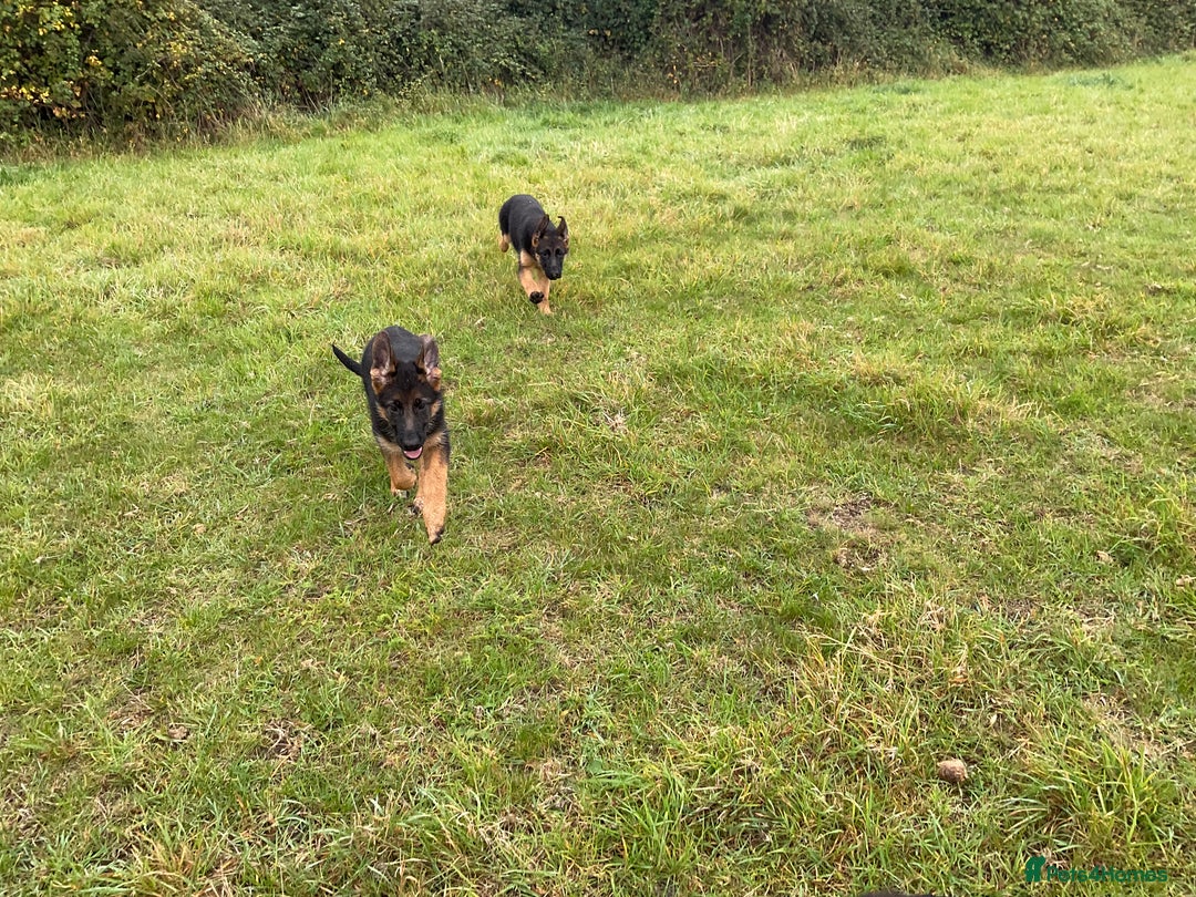 German Shepherd dogs for sale: 25 years experience breeding German Shepherds  - Image 17