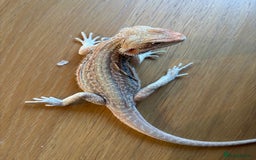 Bearded Dragon reptiles for sale: Baby bearded dragons  - Image 9