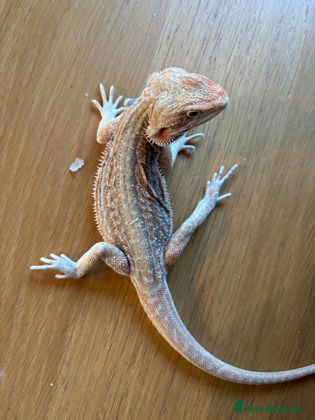 Bearded Dragon reptiles for sale: Baby bearded dragons  - Image 9