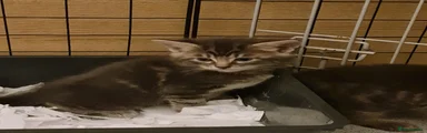 Mixed Breed Kitten 3
