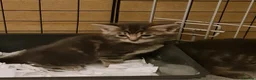 Mixed Breed cats for sale: Mixed with main coon, bengal and tabby  - Advert 3