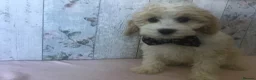Cavapoo dogs for sale: Adorable Cockalierpoo pups ( so cute) - Advert 7
