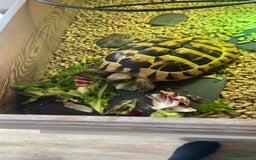 Hermann Tortoise reptiles for sale: Herman tortoises  - Image 3