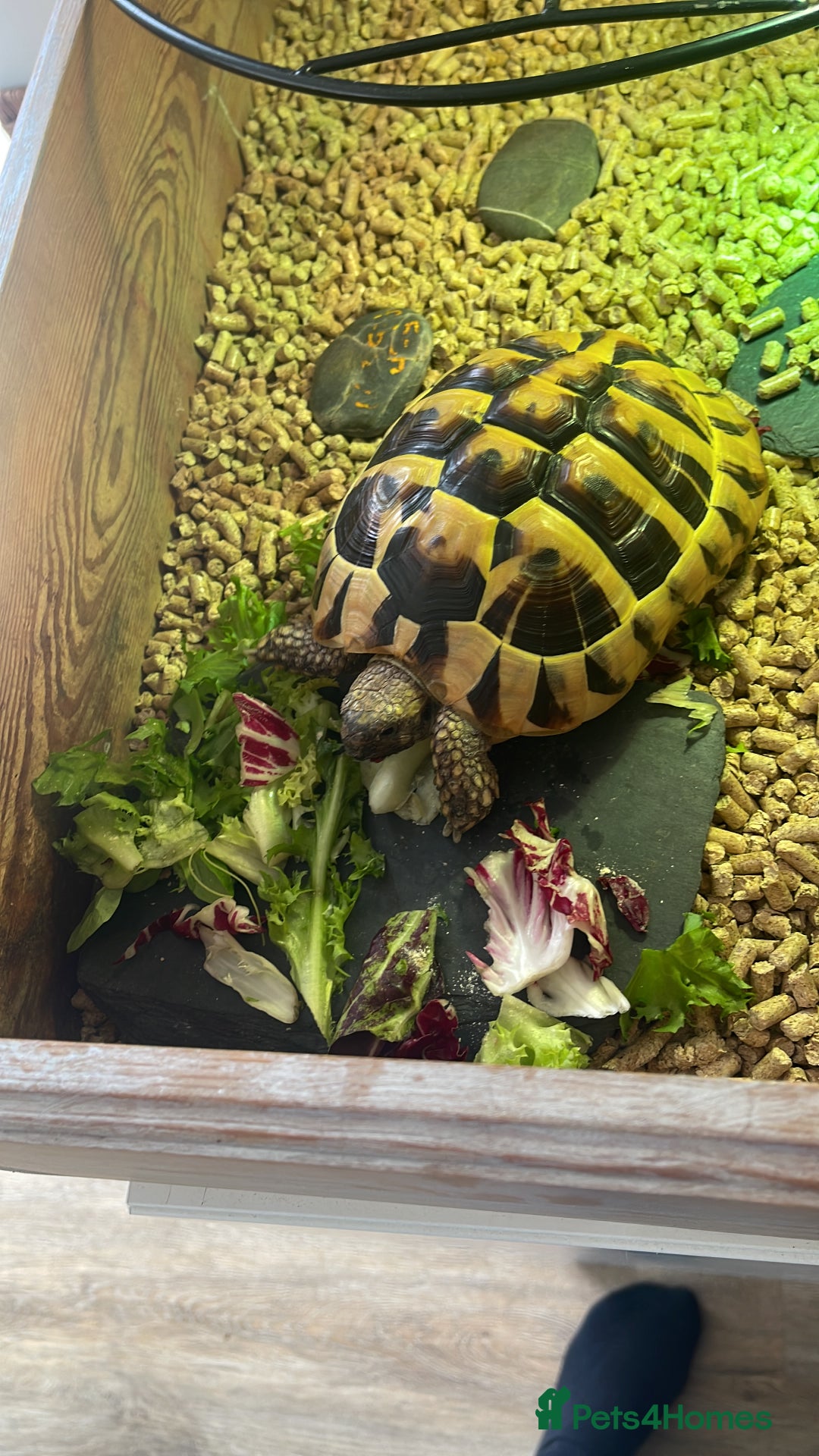 Hermann Tortoise reptiles for sale: Herman tortoises  - Image 3