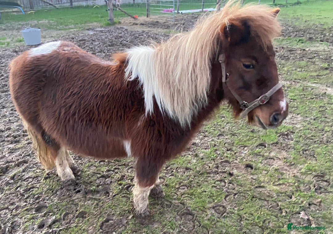 Shetland pony horses for sale: Princess  - Advert 7