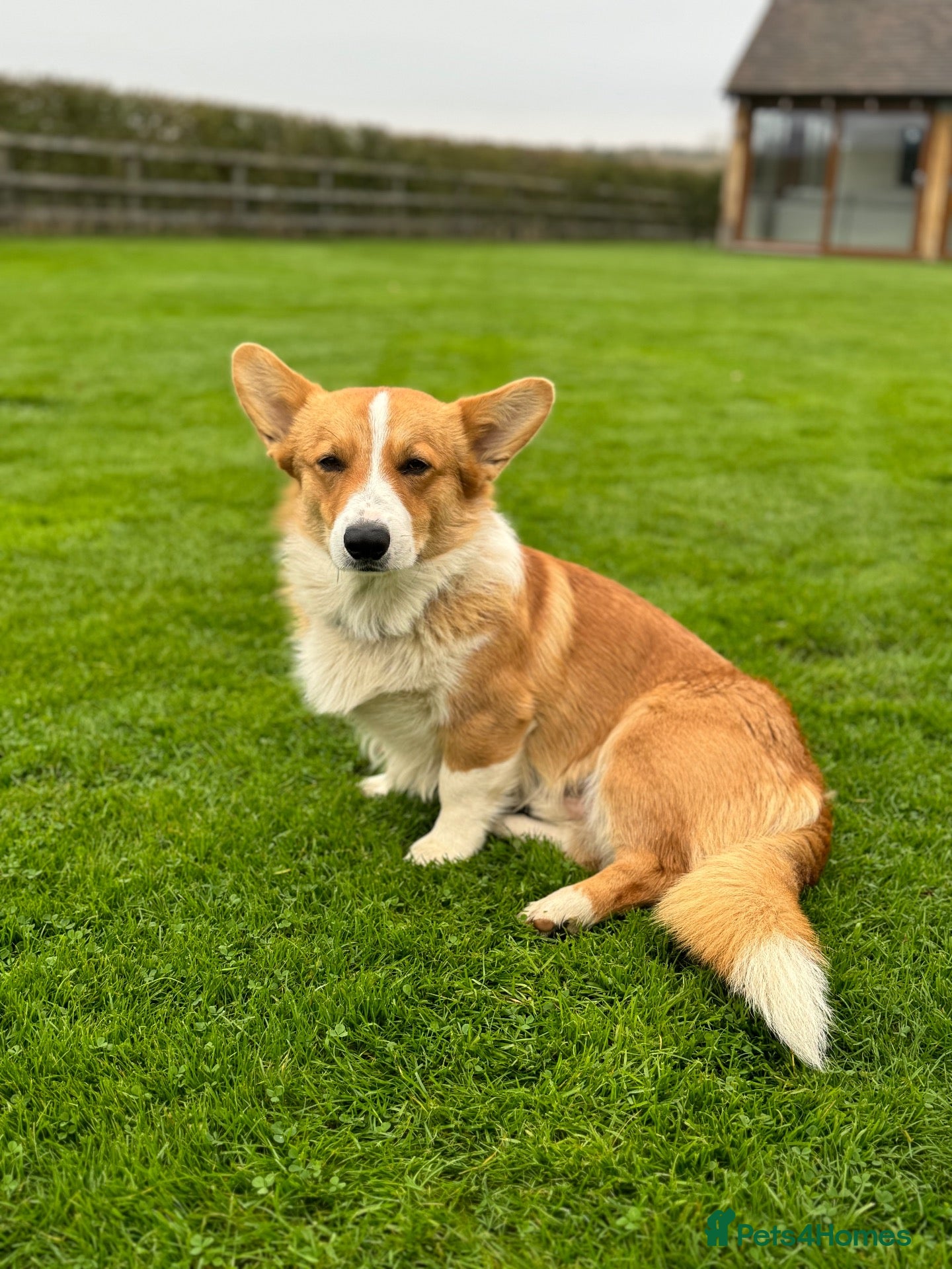 Welsh Corgi Pembroke dogs Handsome Pembroke Corgi Stud Dog - Advert 1