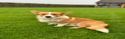 Welsh Corgi Pembroke dogs for stud: Handsome Pembroke Corgi Stud Dog in Shrewsbury - Advert 1