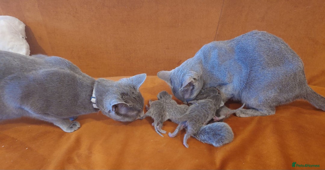 Russian Blue cats for sale: Russian Blue - Advert 2