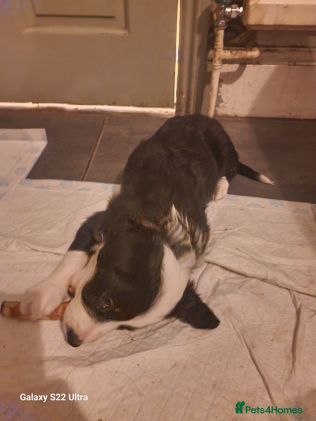 Mixed Breed dogs for sale: Boarder collie  - Advert 8