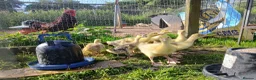 Geese poultry for sale: Goslings - Advert 2
