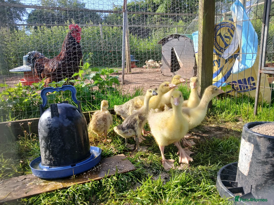Geese poultry for sale: Goslings - Advert 2