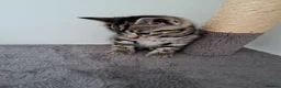 Mixed Breed cats for sale: Kittens - Advert 2