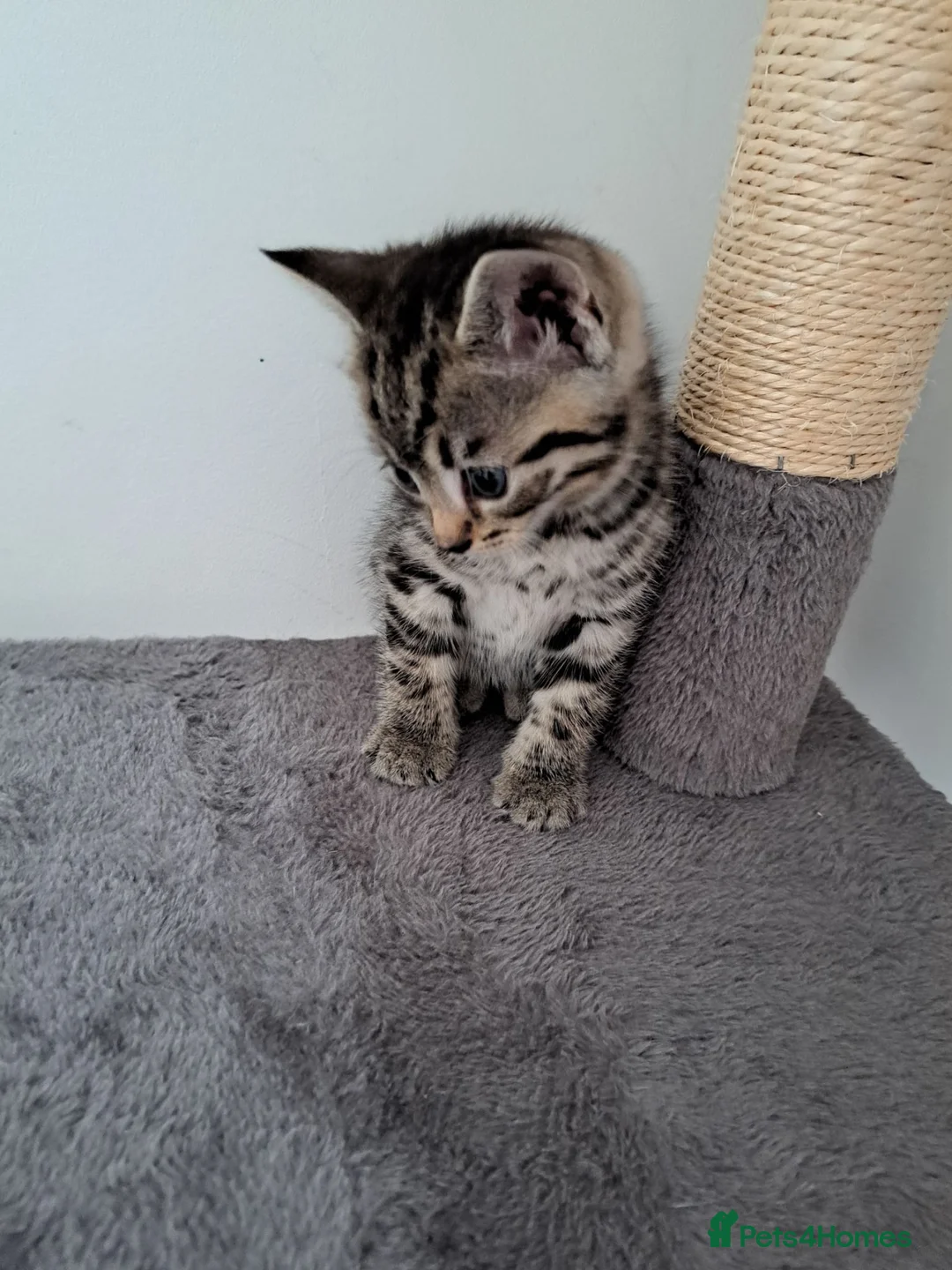 Mixed Breed cats for sale: Kittens - Advert 2