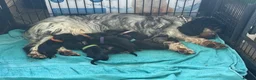 Cocker Spaniel dogs for sale: 2 Left! Stunning KC registered Show Cocker Spaniel - Advert 3