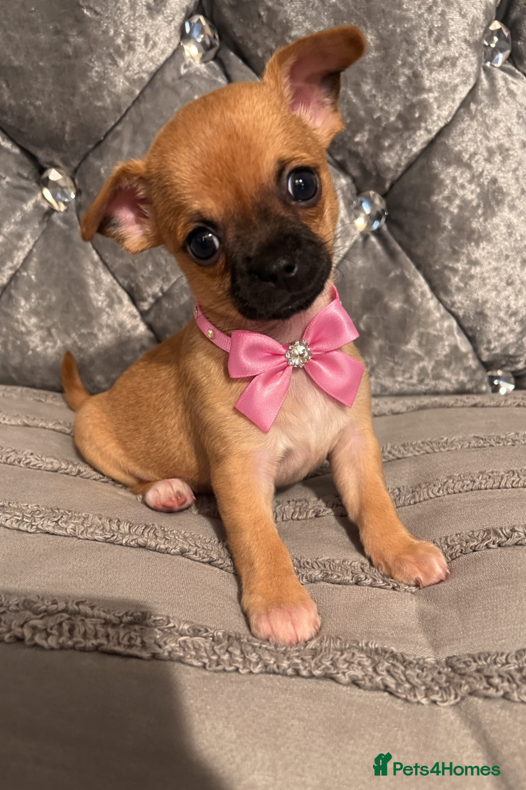 Chihuahua dogs Chihuahua puppies  - Advert 16