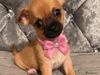 Chihuahua dogs Chihuahua puppies - Advert 16