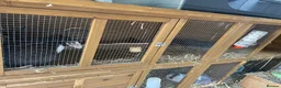 Mini Lop rabbits for sale: Rabbit pair  in Atherstone - Advert 6