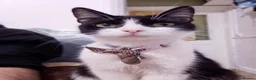 Mixed Breed cats for sale: Female Cat in Nottingham - Advert 3