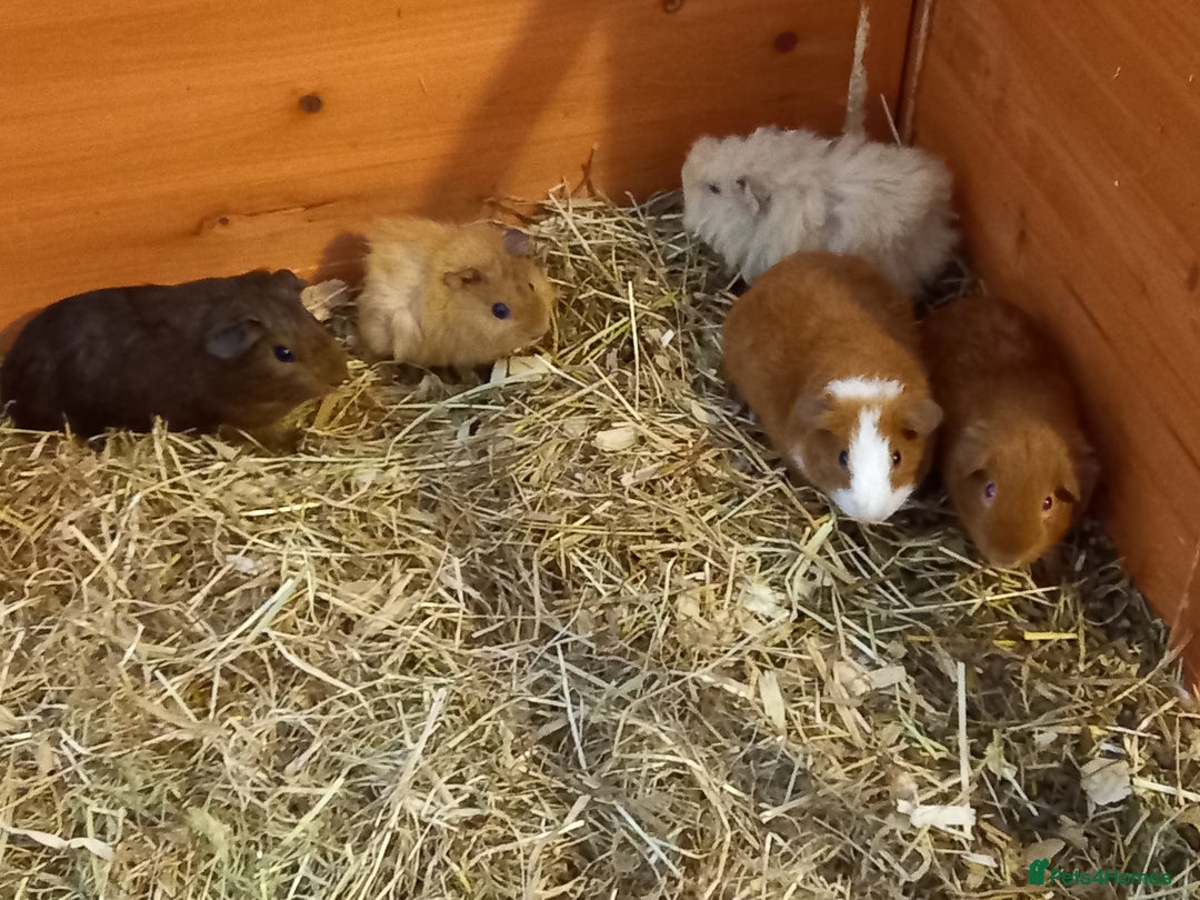 Guinea Pig rodents for sale: Baby guinea pigs  - Image 5