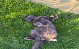 Maine Coon cats for sale: Mixed mainecoons kittens  - Image 9