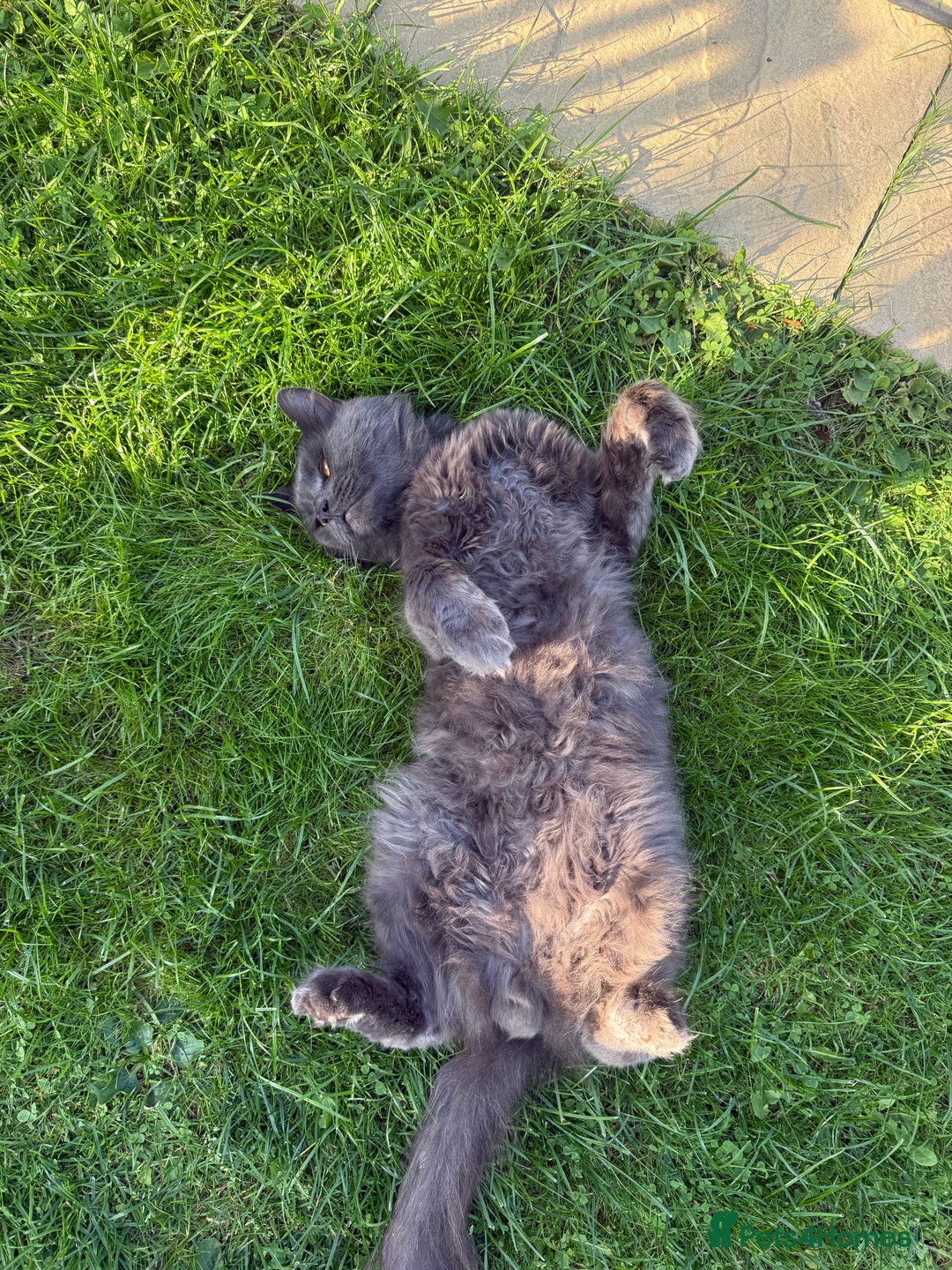 Maine Coon cats for sale: Mixed mainecoons kittens  - Image 9