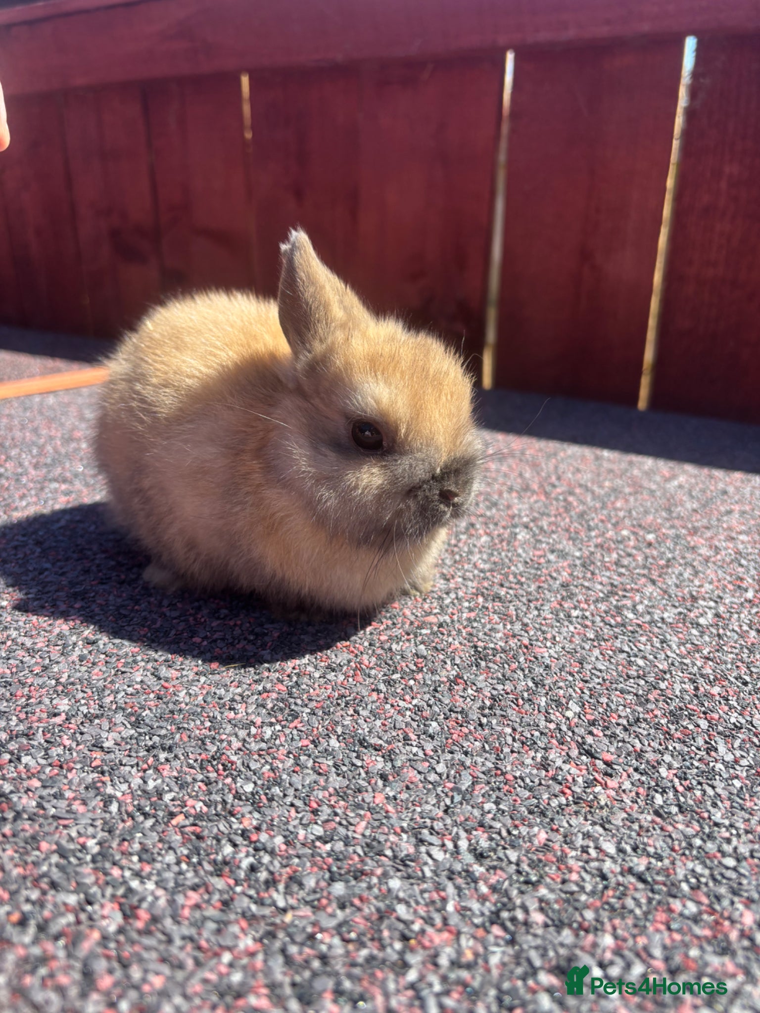 Netherland Dwarf rabbits Netherland dwarfs READY NOW - Advert 7