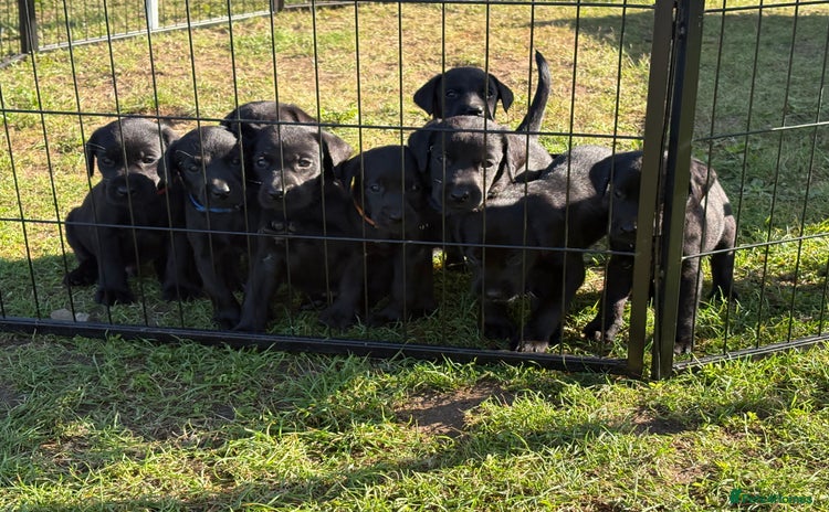 Labrador Retriever dogs - Advert 11