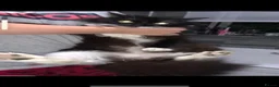 Maine Coon cats for sale: Mainecoone baby’s  - Advert 1