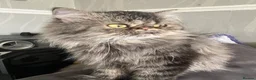 Persian cats for sale: Persian exotic 2 years mele shorthair - Advert 6