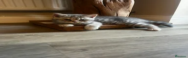 British Shorthair 6