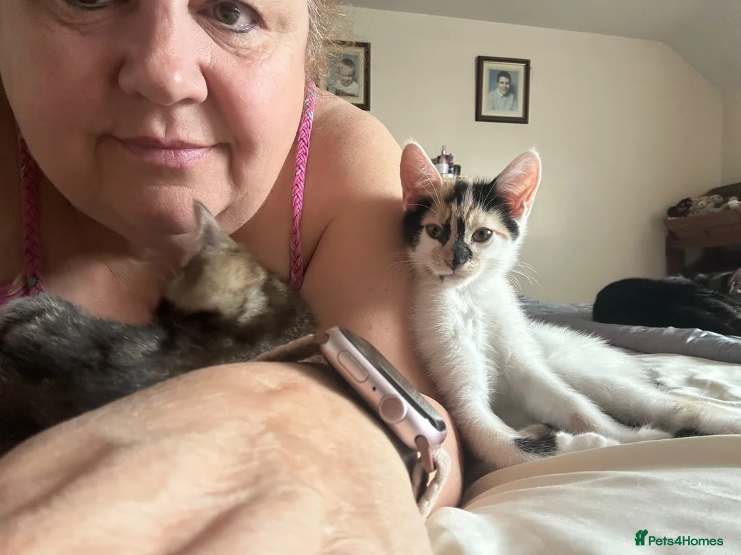 Mixed Breed cats for sale: Beautiful Kittens. Ready now - Advert 2