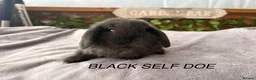 Mini Lop rabbits for sale: BEAUTIFUL Mini lops  - Advert 4