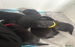 Labrador Retriever dogs for sale: 5 beautiful Labrador puppies - Image 6