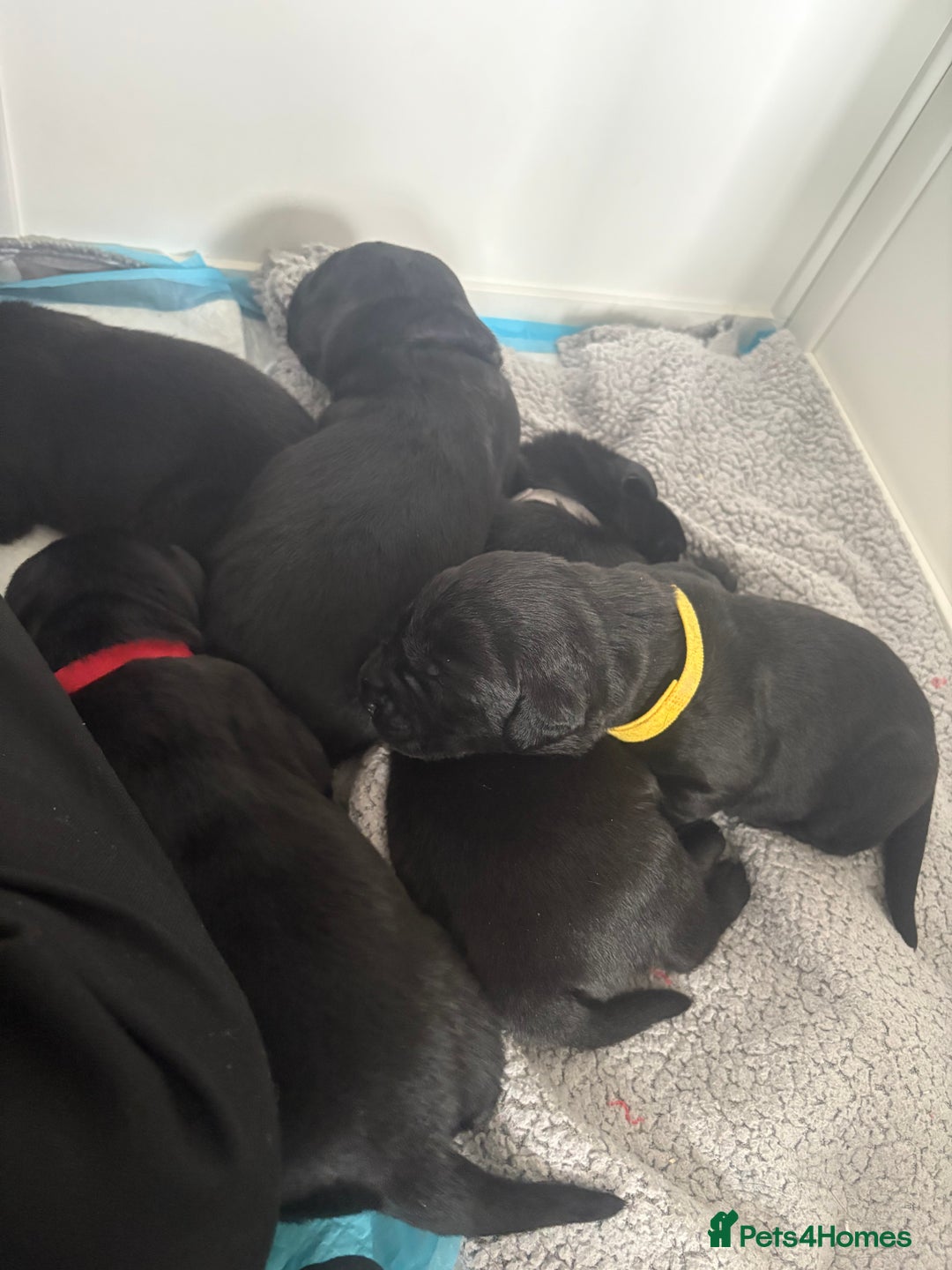 Labrador Retriever dogs for sale: 5 beautiful Labrador puppies - Image 6