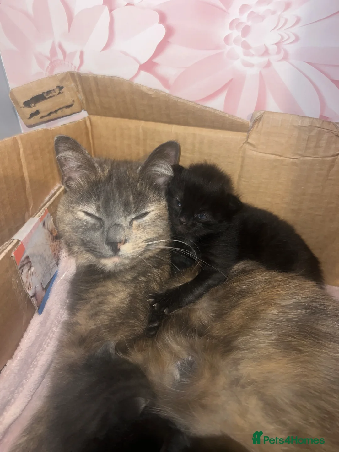 Mixed Breed cats for sale: One female kitten left :)  in Abingdon - Advert 1