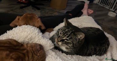 British Shorthair cats For adoption - Advert 14