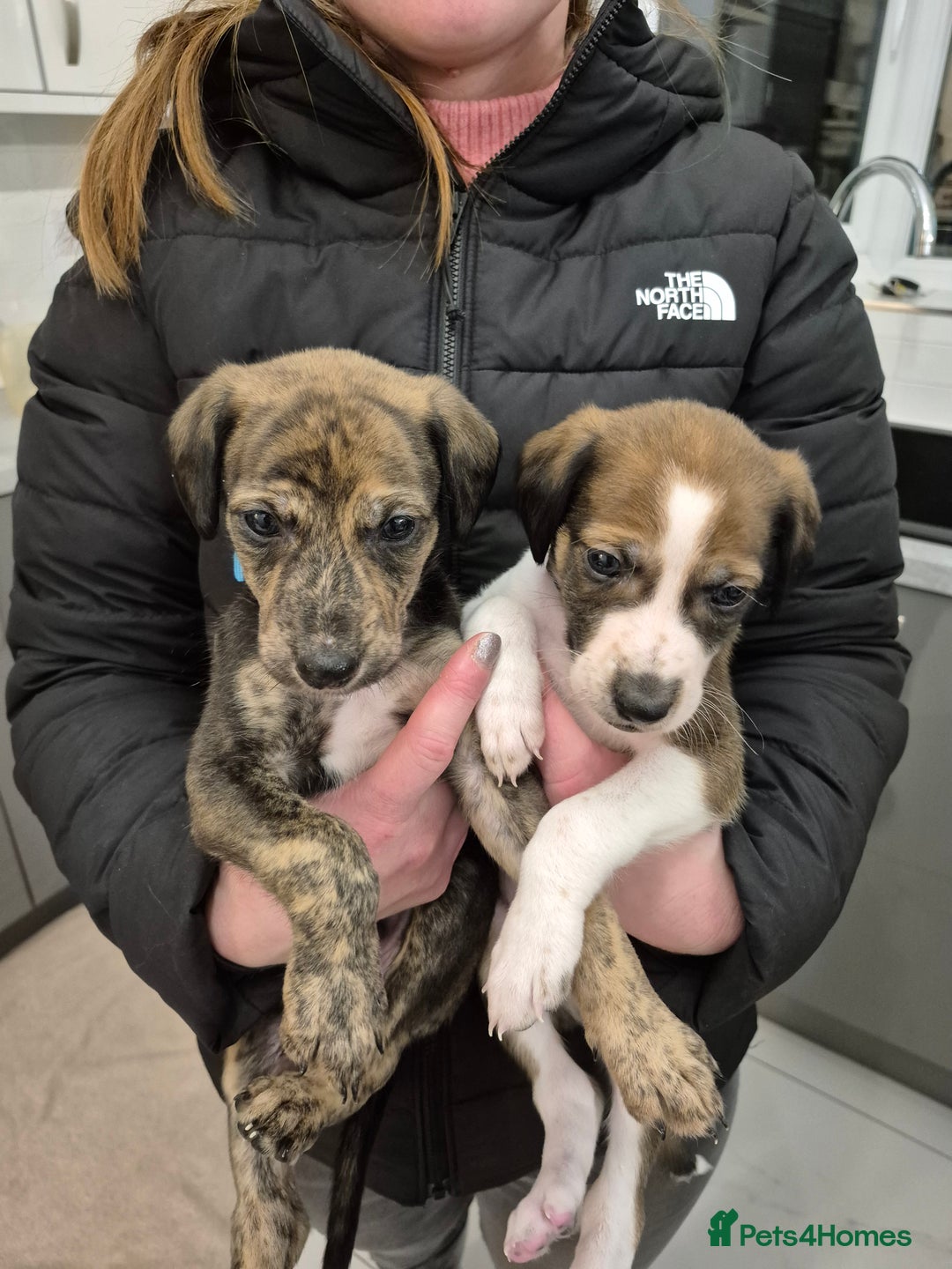 Lurcher dogs for sale: Beautiful litter of Lurcher pups - Advert 20