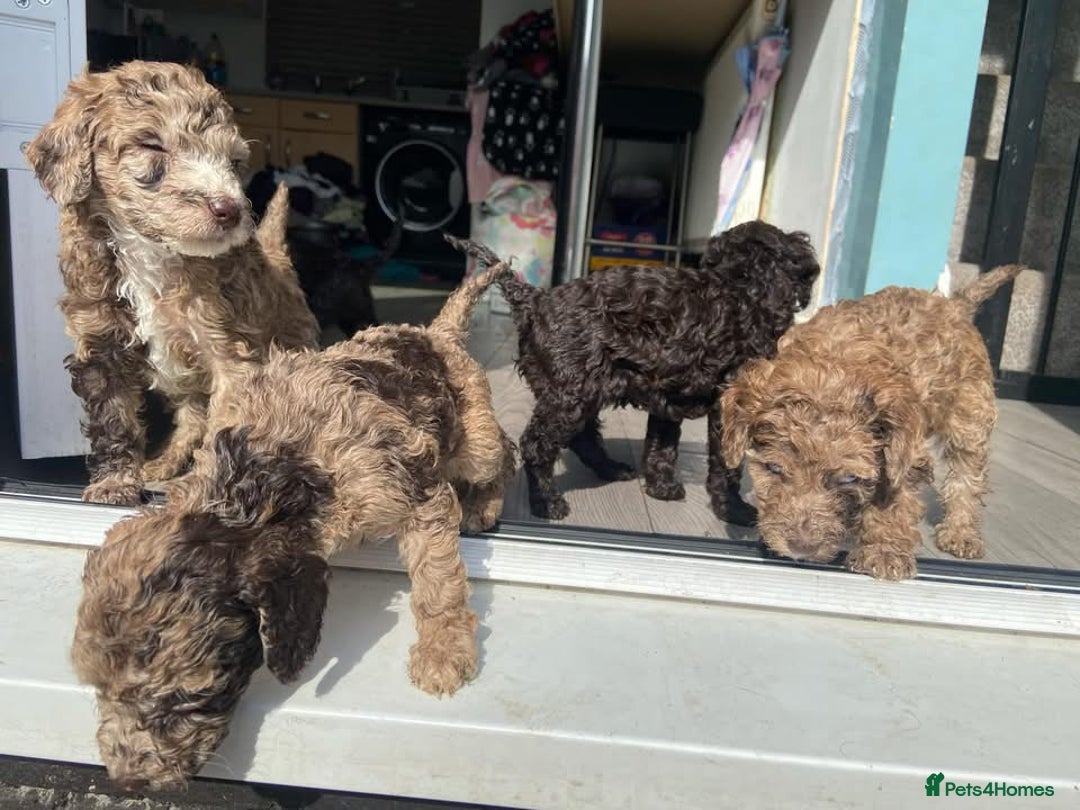 Miniature Poodle dogs for stud:  Chocolate Merle miniature poodle  in York - Image 25